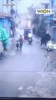 La vache