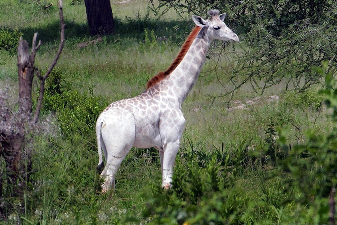 Omo (c'est son nom) est la seule girafe leucistique connue. Le leucistisme est un ensemble de phénotypes caractérisés par la couleur blanche des téguments sur toute la surface ou par zones (aspect pie, bicolore, etc.), liés à un déficit des cellules pigmentaires (absence ou dégénérescence).
Omo évolue dans un troupeau de girafes ayant une couleur normale qui ne semble pas perturbé par cette différence.