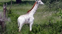 Girafe blanche
