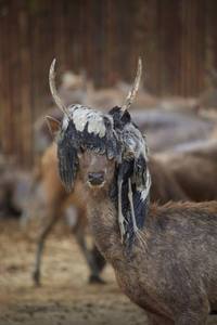 Chapeau à plume