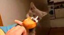 Chaton affamé 2