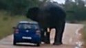 Un éléphant charge et retourne une voiture