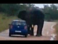 Un éléphant charge et retourne une voiture
