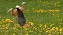 Paf le chien