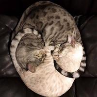 Yin & Yang