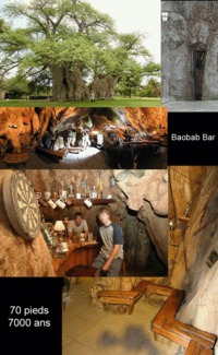 Baobab Bar