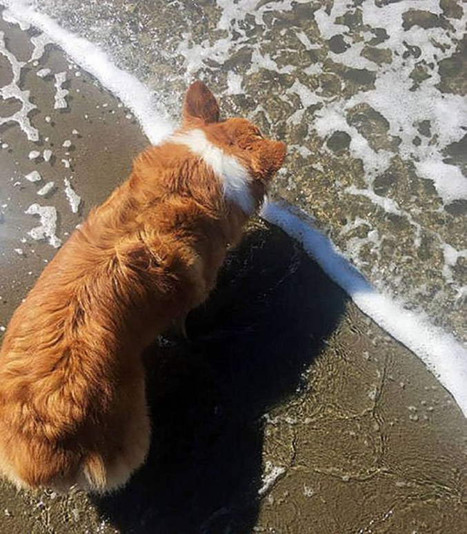 Un chien à la mer.