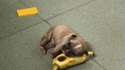 Kan Phil adopte un chiot