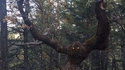 Le gros de la forêt