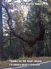 Le gros de la forêt
