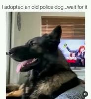 Adopter un chien policier à la retraite 