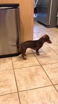 Jam session avec un chien