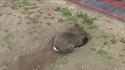 Un lapin qui creuse