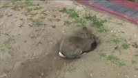 Un lapin qui creuse