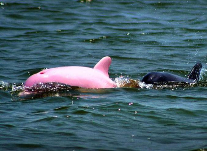 Un dauphin rose.