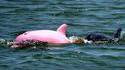 Pinky le dauphin