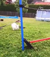 Le saut de la mort !