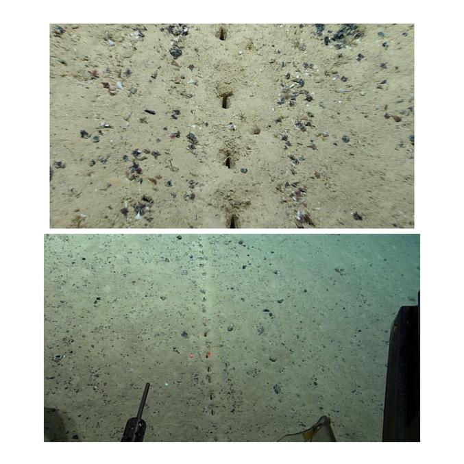 Alors qu'ils étaient partis en exploration autour de la dorsale médio-Atlantique, où la profondeur de l'océan dépasse le kilomètre, des chercheurs sont tombés sur un phénomène étonnant : une série de trous creusés à intervalles réguliers dans le fond sablonneux à plus de 2.000 mètres de profondeur. Et aucune explication n'existe à ce jour pour justifier leur présence.

Près de la dorsale médio-atlantique se trouve la zone de fracture de Charlie Gibbs, où la profondeur varie entre 700 mètres et plus de 4.500 mètres. Une équipe de la NOAA (National Oceanic and Atmospheric Administration) s'y est aventurée et y a fait une découverte étonnante le 23 juillet : une série de trous creusés dans le sable à 2.540 mètres de profondeur, presque parfaitement alignées et placés de manière régulière ! Ils l'ont été au niveau de la crête d'un volcan sous-marin au large des Açores.

« Nous avons observé plusieurs de ces ensembles sous-linéaires de trous dans les sédiments. Ils ont déjà été signalés dans la région, mais leur origine reste un mystère, explique le communiqué de la NOAA. Bien qu'ils semblent presque fabriqués par l'Homme, les petits tas de sédiments autour des trous leur donnent l'impression d'avoir été creusés par ... quelque chose. »

Leur présence n'est toujours pas expliquée à ce jour

Autour des trous, les chercheurs ont observé grâce au véhicule télécommandé des petits tas de sédiments creusés tout autour des trous, suggérant qu'ils ont bien été creusés. Impossible cependant de savoir s'ils sont connectés sous le sol. N'ayant pas d'indices sur leur provenance, les scientifiques ont proposé aux internautes d'émettre des hypothèses quant à leur origine. Et ils n'ont pas été déçus ! Étoiles de mer qui font la roue, nouvelles espèces de crabes, remontées des fonds marins ou encore des aliens..., les théories vont bon train sur les réseaux sociaux.

Le plus probable selon la NOAA est que ces trous correspondent à « une excavation par un organisme vivant dans les sédiments ou un creusement et un enlèvement, peut-être via un appendice d'alimentation », mais pour eux, cette découverte est surtout un rappel que nous connaissons très peu de choses sur les fonds marins et la vie qui s'y trouve.



Source : https://www.futura-sciences.com/planete/actualites/fonds-marins-ces-empreintes-alignees-fond-ocean-intriguent-scientifiques-99971/