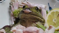 Sashimi de grenouille