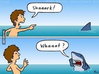 SHARK !