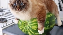 Comment piéger un chat