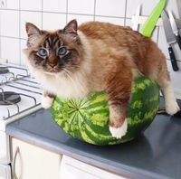 Comment piéger un chat