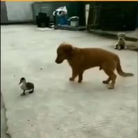 Canard jouant à chat-bite