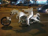 Moto-cheval