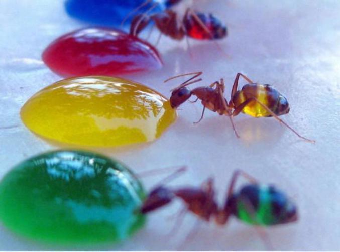 De la gelée colorée et des fourmis