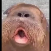Un bisou?