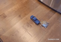 Course poursuite entre une voiture et une tortue