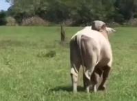 Ça lui coûte vraiment de se déplacer 