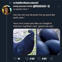 Grand coq noir