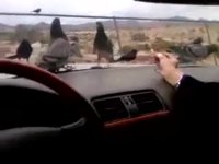 Les pigeons