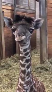 Laideur attendrissante 