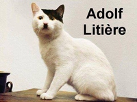 Pauvre chat...