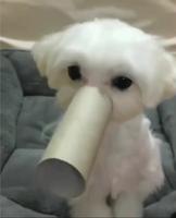 Je suis une lic un éléphant 