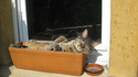 Transat pour chat