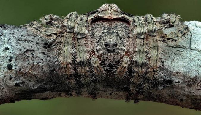 https://fr.wikipedia.org/wiki/Dolophones_conifera
Au moins une araignée innofensive d'Australie...
Bon, elle n'a pas une gueule de porte-bonheur
