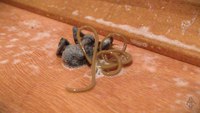 Un nématode sort d'une araignée