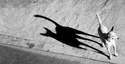 Entre chien et chat