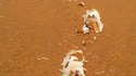 Tiramisu au Sahara