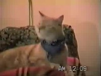 Chat chanteur