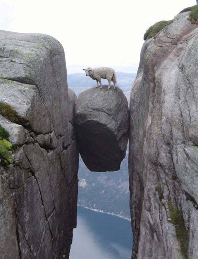 Un mouton complètement pwned.