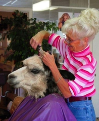 Retrait de laine, c'est le printemps