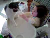 Chat vs bébé