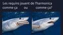 Et les baleines ?