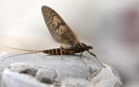 Ephémère Rhithrogena germanica