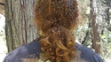 Tu as une bête dans les cheveux