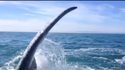 Une fille se fait gifler par la queue d'une baleine